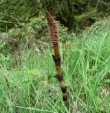 přeslička největší <i>(Equisetum telmateia)</i> / Ostatní