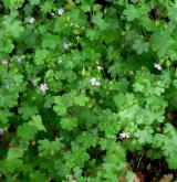 kakost lesklý <i>(Geranium lucidum)</i> / Habitus