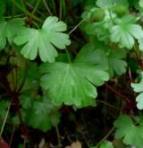 kakost lesklý <i>(Geranium lucidum)</i> / List