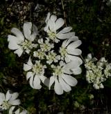 paprska velkokvětá <i>(Orlaya grandiflora)</i> / Květ/Květenství
