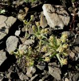 jitrocel blešníkový <i>(Plantago afra)</i> / Habitus