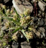 jitrocel blešníkový <i>(Plantago afra)</i> / Květ/Květenství