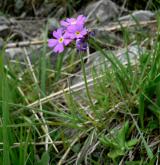 prvosenka pomoučená <i>(Primula farinosa)</i> / Habitus