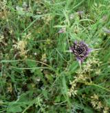 kozí brada pórolistá <i>(Tragopogon porrifolius)</i> / Habitus