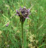 kozí brada pórolistá <i>(Tragopogon porrifolius)</i> / Květ/Květenství