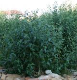 Ruderální vegetace vzpřímených jednoletých bylin <i>(Atriplicion)</i> / Porost
