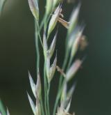 třtina pestrá <i>(Calamagrostis varia)</i> / Květ/Květenství