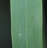 třtina pestrá <i>(Calamagrostis varia)</i> / List