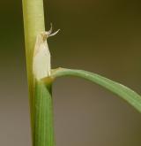 třtina pestrá <i>(Calamagrostis varia)</i> / List