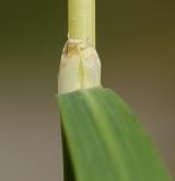 třtina pestrá <i>(Calamagrostis varia)</i> / List