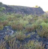 Jednoletá ruderální vegetace narušovaných štěrkových a písčitých půd <i>(Salsolion ruthenicae)</i>