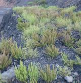 Jednoletá ruderální vegetace narušovaných štěrkových a písčitých půd <i>(Salsolion ruthenicae)</i> / Detail porostu