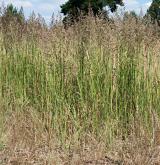 třtina křovištní <i>(Calamagrostis epigejos)</i> / Porost