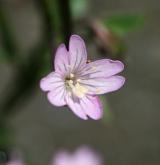 vrbovka chlumní <i>(Epilobium collinum)</i> / Květ/Květenství