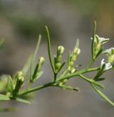 lněnka alpská <i>(Thesium alpinum)</i> / Plod