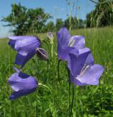 zvonek broskvolistý <i>(Campanula persicifolia)</i> / Květ/Květenství