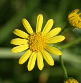 starček bludný <i>(Senecio erraticus)</i> / Květ/Květenství