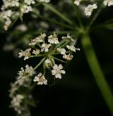 sevlák potoční <i>(Sium latifolium)</i> / Květ/Květenství