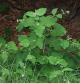 lopuch hajní <i>(Arctium nemorosum)</i> / Habitus