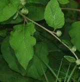 lopuch hajní <i>(Arctium nemorosum)</i> / Květ/Květenství