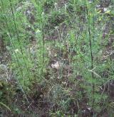 pelyněk metlatý <i>(Artemisia scoparia)</i> / Habitus
