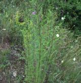 pelyněk metlatý <i>(Artemisia scoparia)</i> / Habitus
