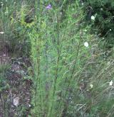 pelyněk metlatý <i>(Artemisia scoparia)</i> / Habitus