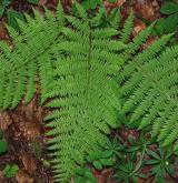 papratka samičí <i>(Athyrium filix-femina)</i> / Habitus