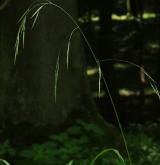 sveřep větevnatý <i>(Bromus ramosus)</i> / Květ/Květenství
