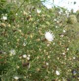 chrpa rozkladitá  <i>(Centaurea diffusa)</i> / Květ/Květenství