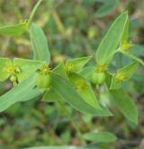 pryšec turínský <i>(Euphorbia taurinensis)</i> / Habitus