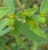 pryšec turínský <i>(Euphorbia taurinensis)</i> / Plod