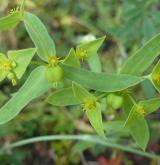 pryšec turínský <i>(Euphorbia taurinensis)</i> / Habitus