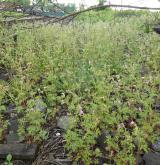 kakost purpurový <i>(Geranium purpureum)</i> / Porost