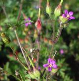 kakost purpurový <i>(Geranium purpureum)</i> / Květ/Květenství