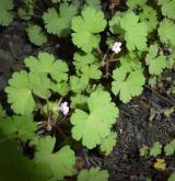 kakost okrouhlolistý <i>(Geranium rotundifolium)</i>