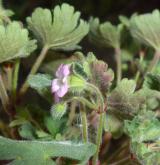 kakost okrouhlolistý <i>(Geranium rotundifolium)</i>