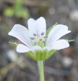 kakost sibiřský <i>(Geranium sibiricum)</i>