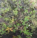 kakost sibiřský <i>(Geranium sibiricum)</i> / Habitus