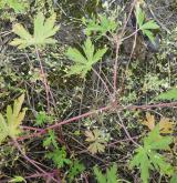 kakost sibiřský <i>(Geranium sibiricum)</i>