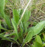 jestřábník alpský <i>(Hieracium alpinum)</i> / List