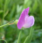 hrachor chlupatý <i>(Lathyrus hirsutus)</i> / Květ/Květenství