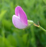 hrachor chlupatý <i>(Lathyrus hirsutus)</i> / Květ/Květenství