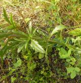 řeřicha virginská <i>(Lepidium virginicum)</i> / Habitus