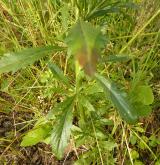řeřicha virginská <i>(Lepidium virginicum)</i> / List