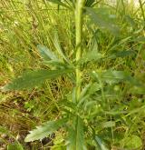 řeřicha virginská <i>(Lepidium virginicum)</i> / List