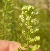 řeřicha virginská <i>(Lepidium virginicum)</i> / Květ/Květenství