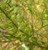 řeřicha virginská <i>(Lepidium virginicum)</i> / Plod