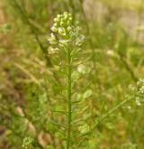 řeřicha virginská <i>(Lepidium virginicum)</i> / Květ/Květenství