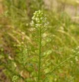 řeřicha virginská <i>(Lepidium virginicum)</i> / Květ/Květenství